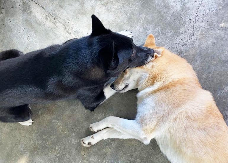 diagrama de cuantos dientes tienen los perros