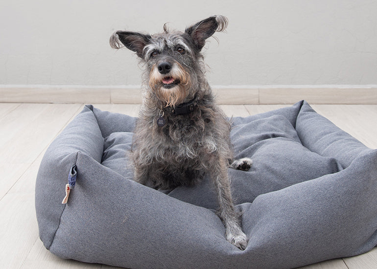 puedes entrenar a un perro adoptado