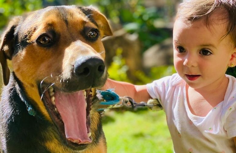 como hago para que mi perro deje de estar celoso el uno del otro