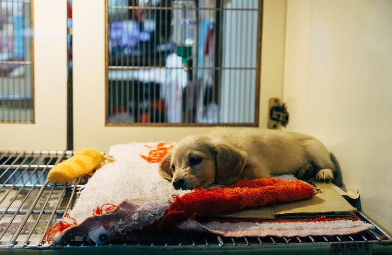 qué causa el tumor en el bazo en los perros