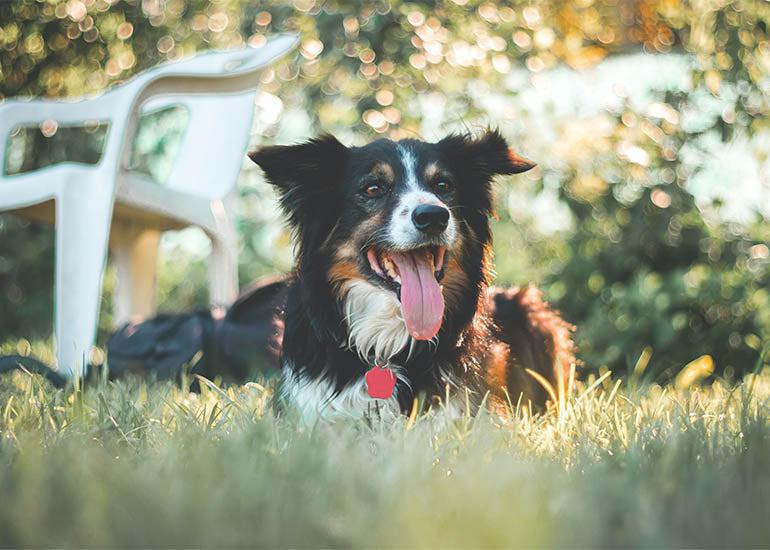 Cómo reconocer y evitar un golpe de calor en mascotas?