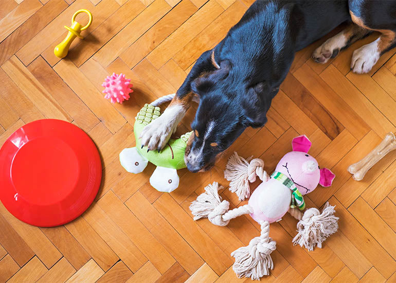 Trucos y juguetes para mantener a los perros ocupados cuando están
