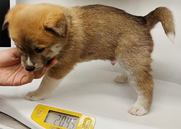 cuando debo llevar a mi cachorro al veterinario