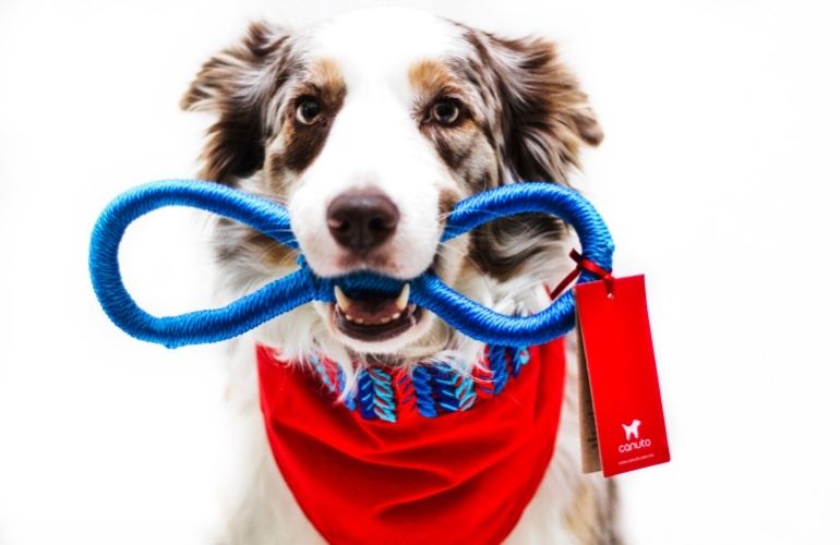 Tipos de juguetes para perros – Blog de la Escuela de Veterinaria