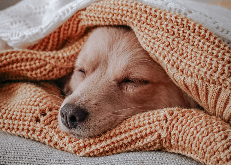 como saber si mi perro tiene frio por dentro