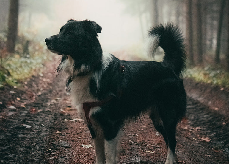 como tratar el rabo feliz en perros